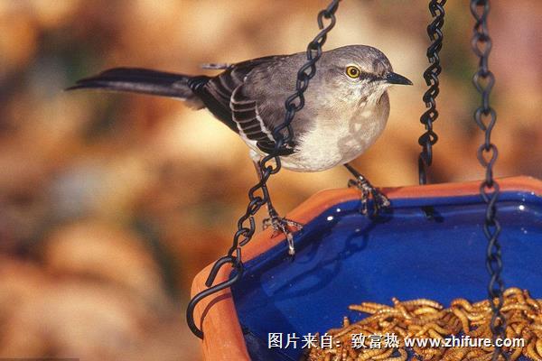 黃粉蟲養(yǎng)殖技術(shù)與利潤