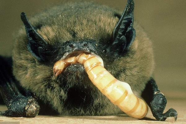 黃粉蟲養殖技術與利潤