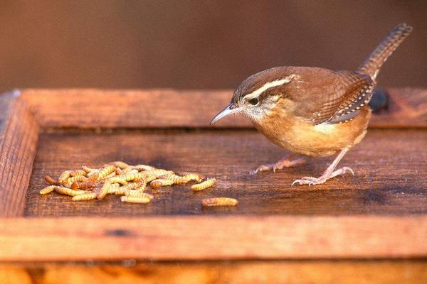 黃粉蟲養殖技術與利潤