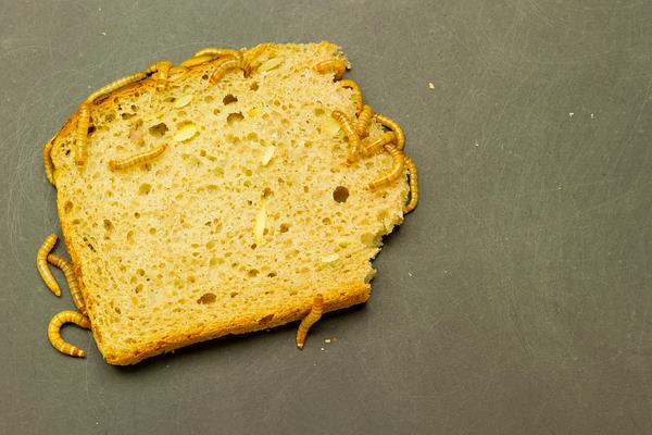 黃粉蟲養殖技術與利潤