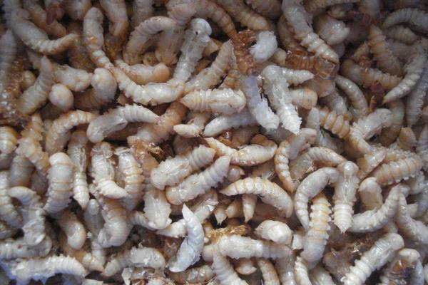 黃粉蟲養殖技術與利潤