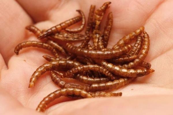 黃粉蟲養殖技術與利潤