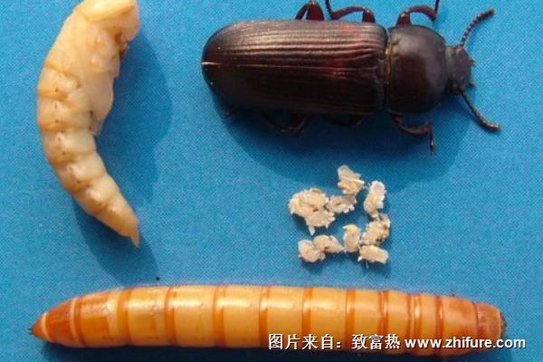 黃粉蟲養殖技術與利潤