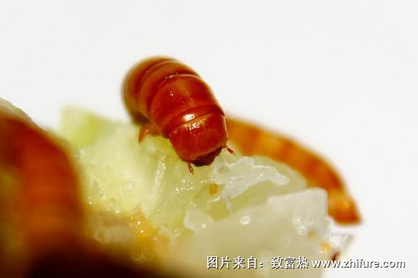 黃粉蟲有哪些用途?