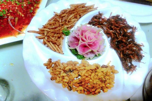 黃粉蟲有哪些用途？