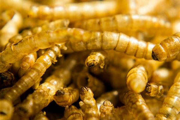 黃粉蟲有哪些用途？