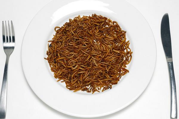 黃粉蟲有哪些用途？