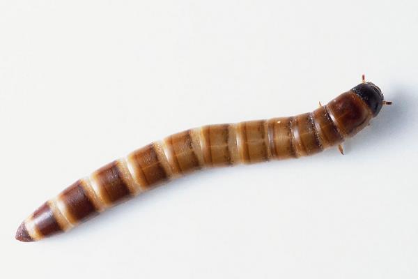 黃粉蟲有哪些用途？