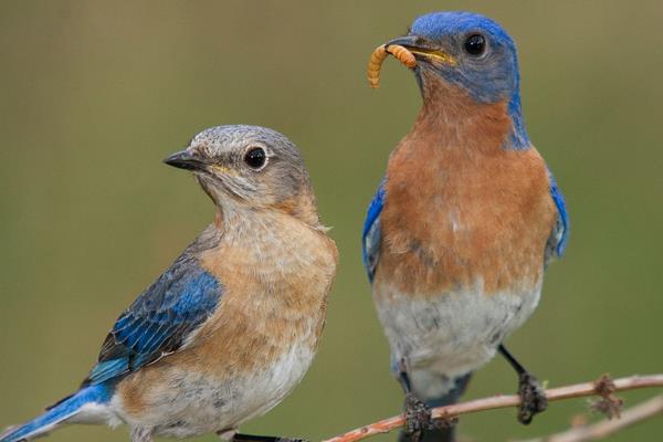 黃粉蟲有哪些用途？
