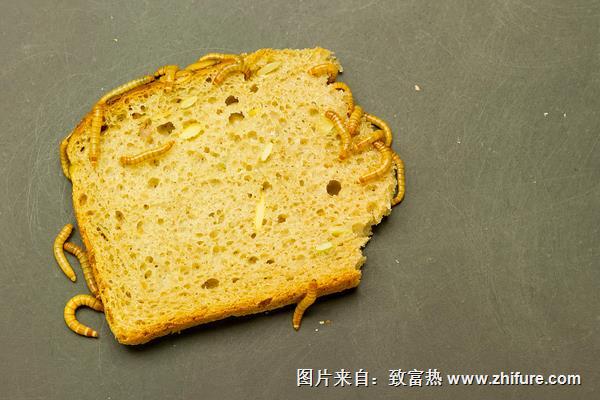 黃粉蟲有哪些用途？