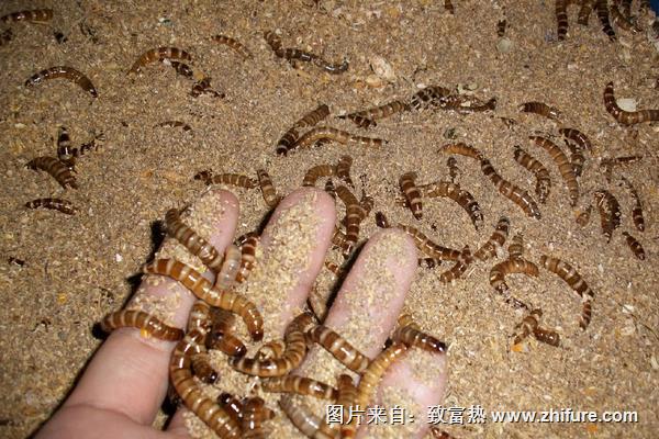 黃粉蟲有哪些用途？