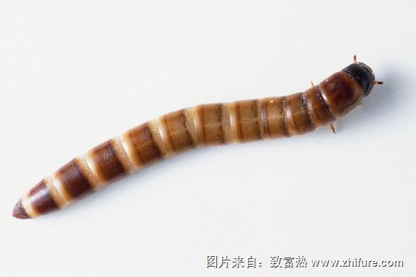 黃粉蟲怎么養(yǎng)?