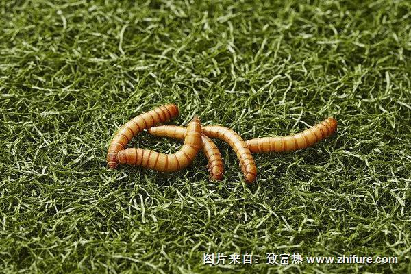 黃粉蟲價格多少錢一斤?