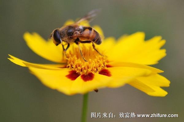 養(yǎng)蜂要什么手續(xù)？養(yǎng)蜂證辦理流程