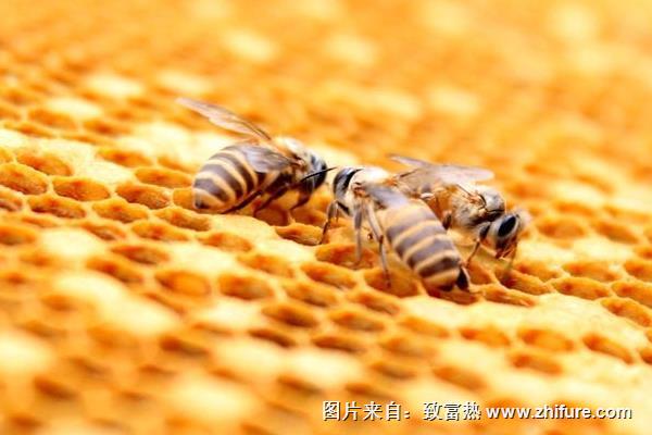 養(yǎng)蜂一年能賺多少錢？