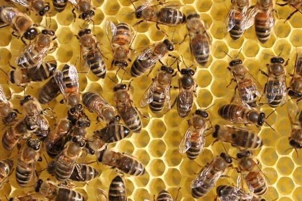 養(yǎng)蜂一年能賺多少錢?