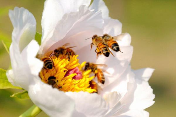 養(yǎng)蜂一年能賺多少錢?