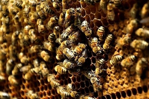 養(yǎng)蜂一年能賺多少錢?