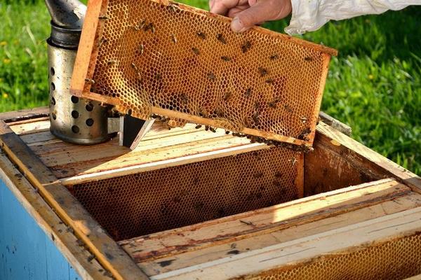 養(yǎng)蜂一年能賺多少錢?