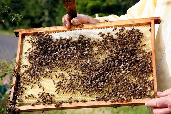養(yǎng)蜂一年能賺多少錢?