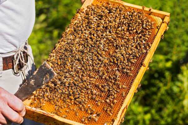 養(yǎng)蜂一年能賺多少錢?