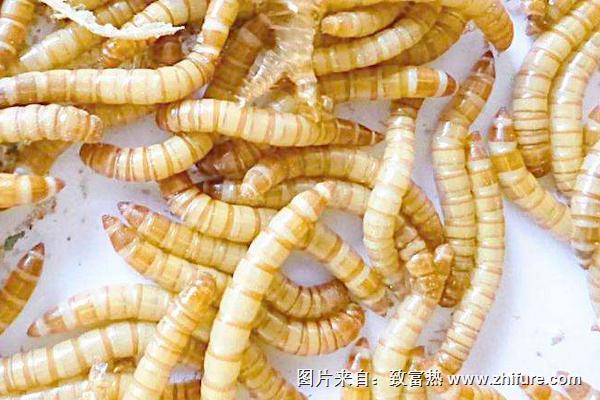 黃粉蟲的糞便有什么用?