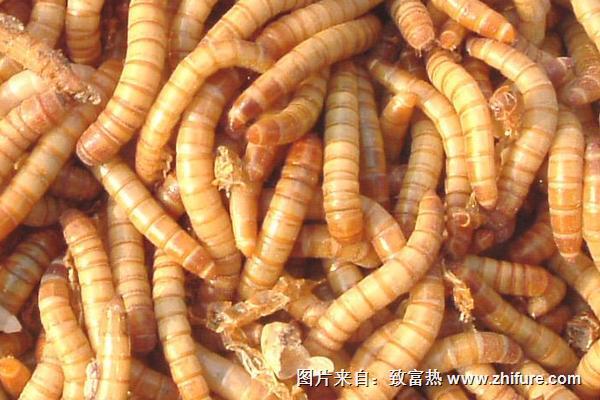 黃粉蟲的營養(yǎng)價值與功效作用