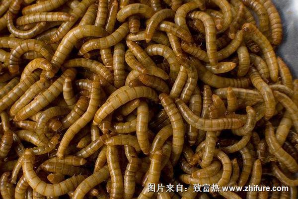 黃粉蟲養(yǎng)殖設(shè)備有哪些?