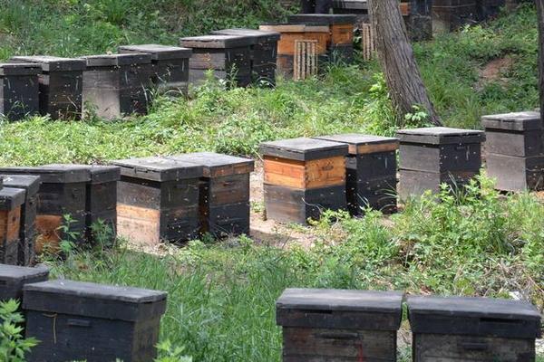 養(yǎng)蜂初學(xué)者該怎么做?