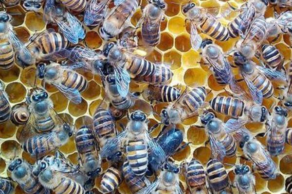 養(yǎng)蜂初學(xué)者該怎么做?