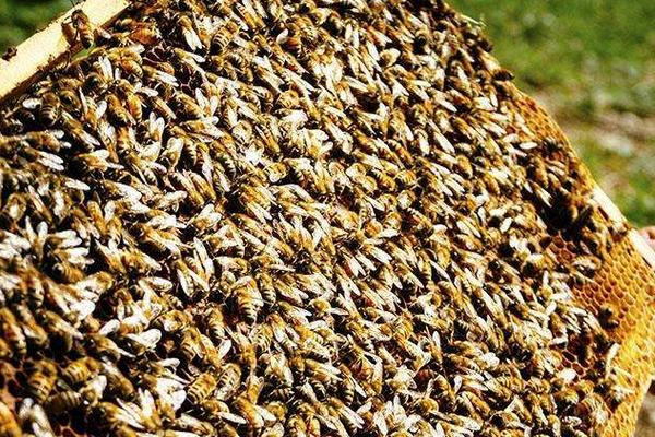 養(yǎng)蜂初學(xué)者該怎么做?