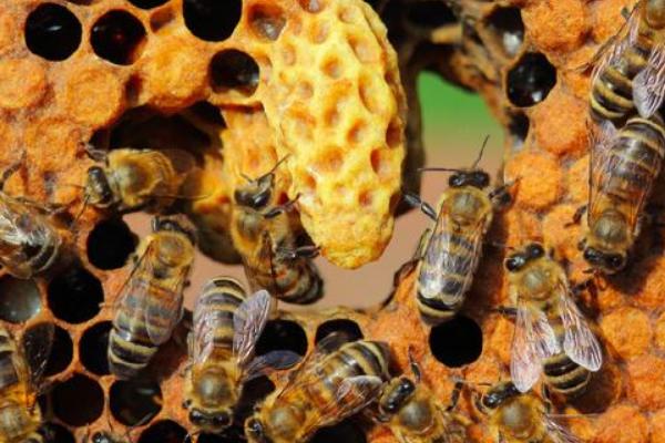 養(yǎng)蜂初學(xué)者該怎么做?