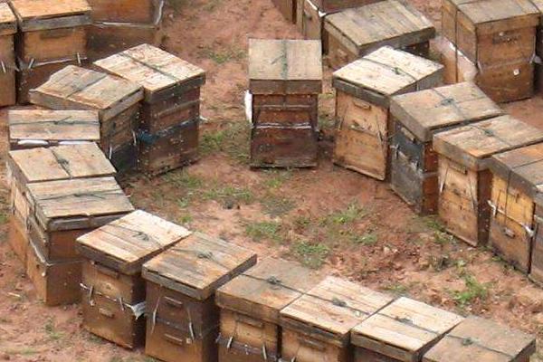 養(yǎng)蜂初學(xué)者該怎么做?