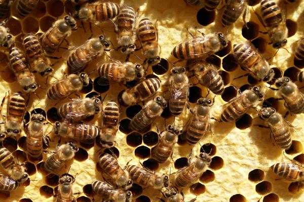 養(yǎng)蜂初學(xué)者該怎么做?