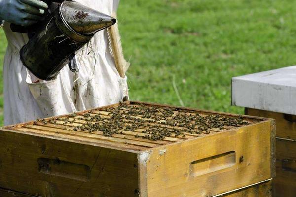 春季養(yǎng)蜂技術(shù)