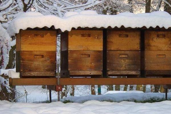 春季養(yǎng)蜂技術(shù)