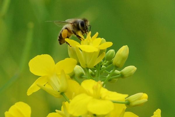 春季養(yǎng)蜂技術(shù)