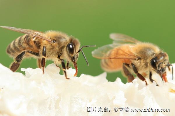 科學養(yǎng)蜂技術