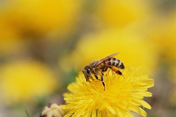 科學養(yǎng)蜂技術視頻