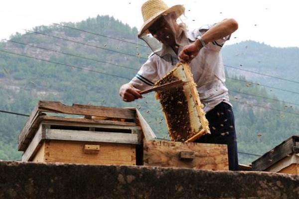 科學養(yǎng)蜂技術視頻