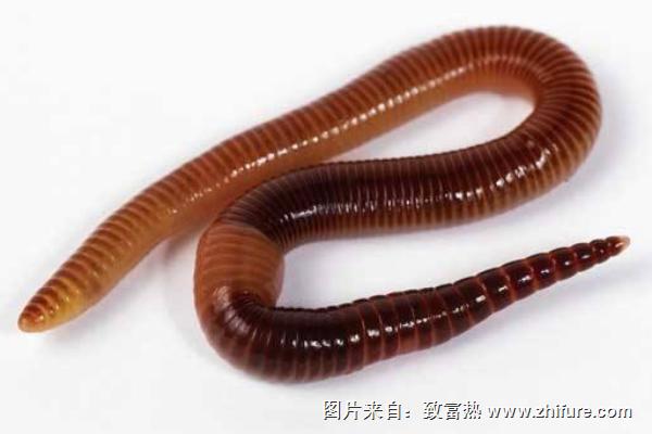 家庭如何養(yǎng)殖蚯蚓？