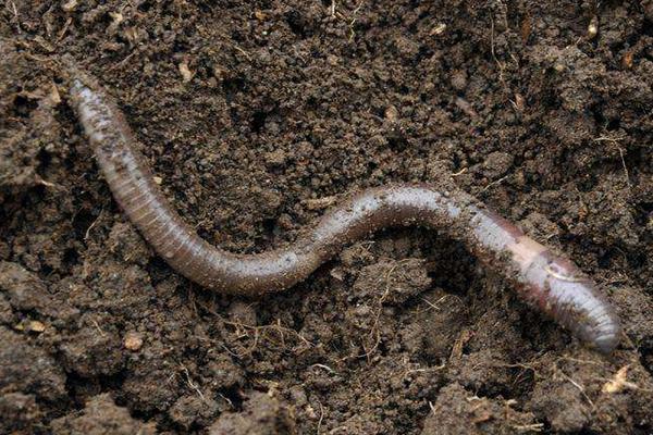 家庭如何養(yǎng)殖蚯蚓?