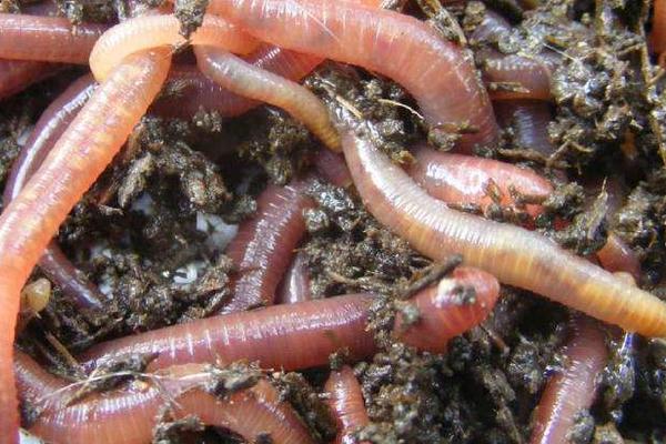 家庭如何養(yǎng)殖蚯蚓?