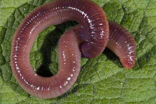 家庭如何養(yǎng)殖蚯蚓?