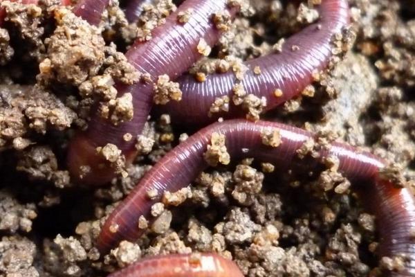 家庭如何養(yǎng)殖蚯蚓?