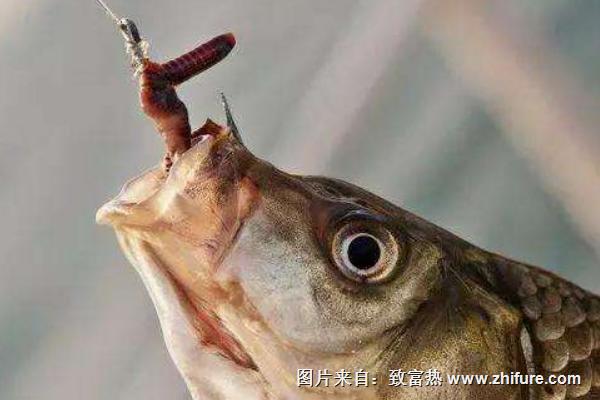 用蚯蚓釣魚怎樣調(diào)漂？