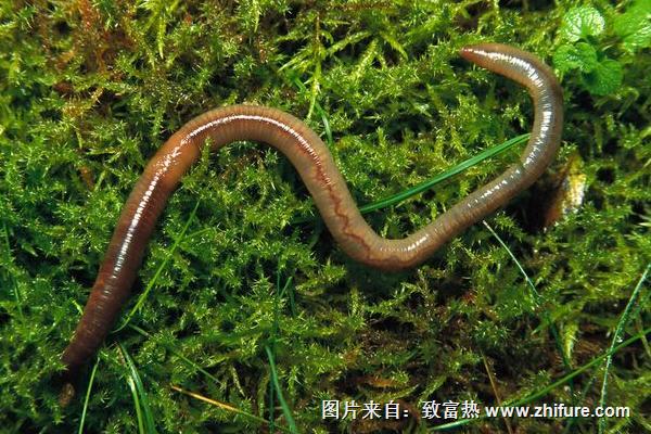 怎樣用蚯蚓釣魚(yú)上魚(yú)快？