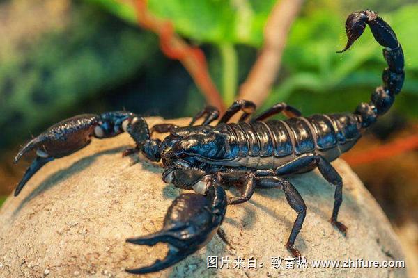 家里有蝎子怎么辦？