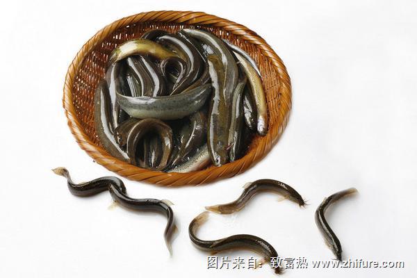 哪些人不適合吃泥鰍？