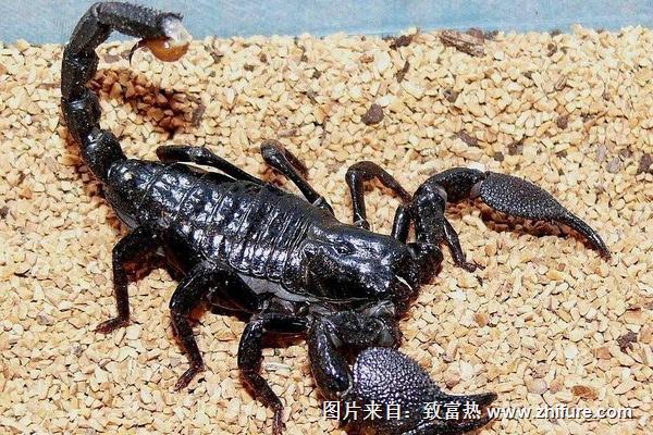 夢到蝎子是什么意思？